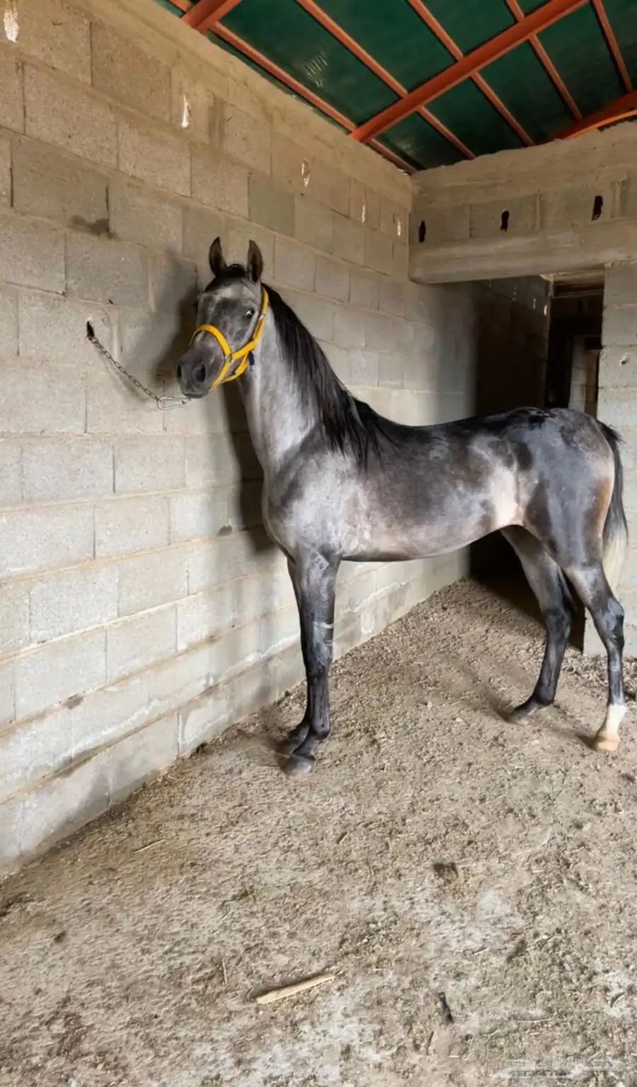 خيل حصان للبيع 3