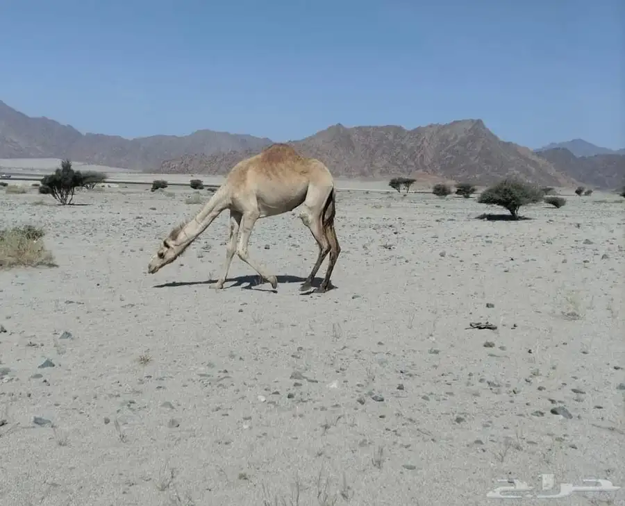 بكره ل البيع 0