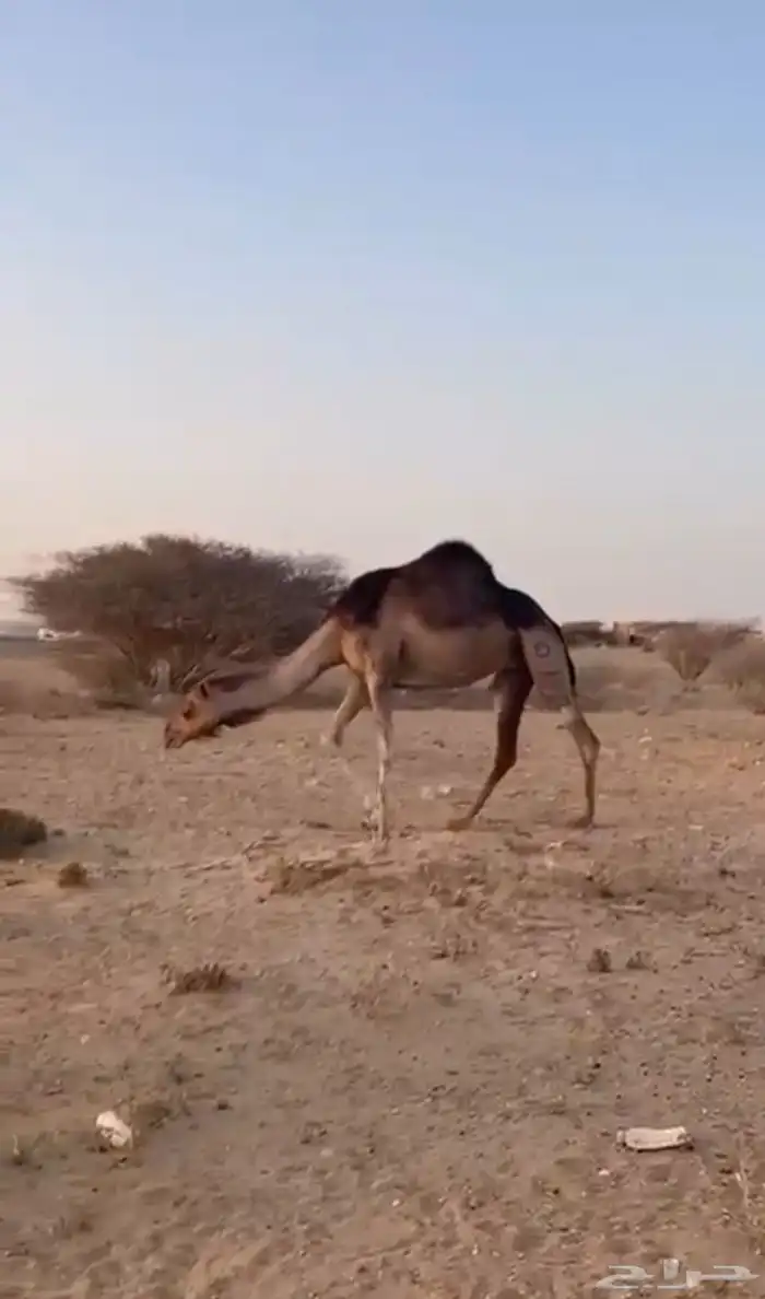ناقتين سواحل لقح 0