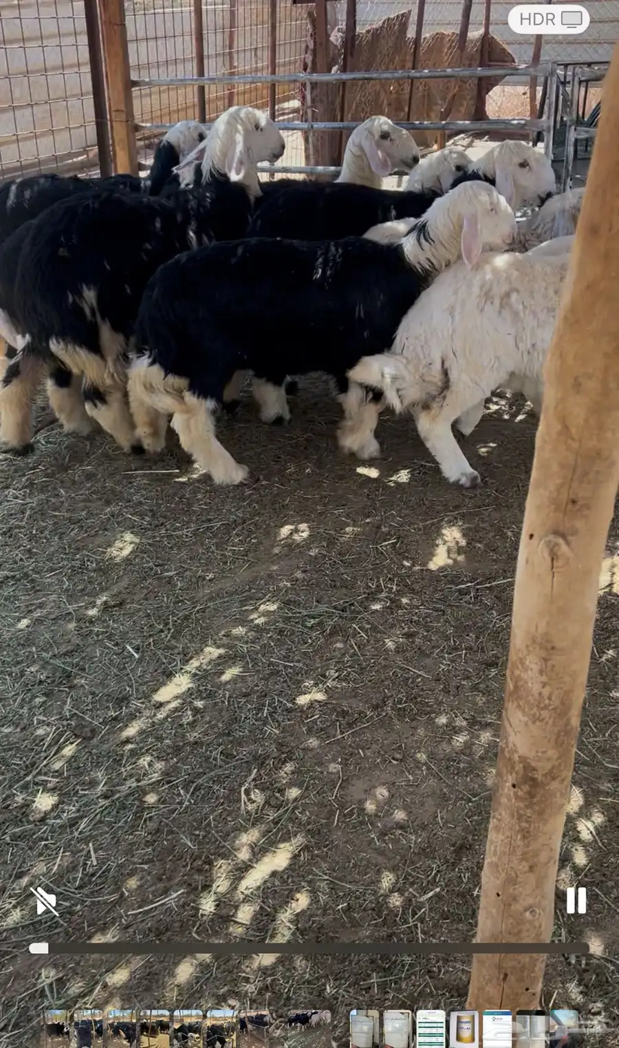 رخال طيبه نجدي وحري 4