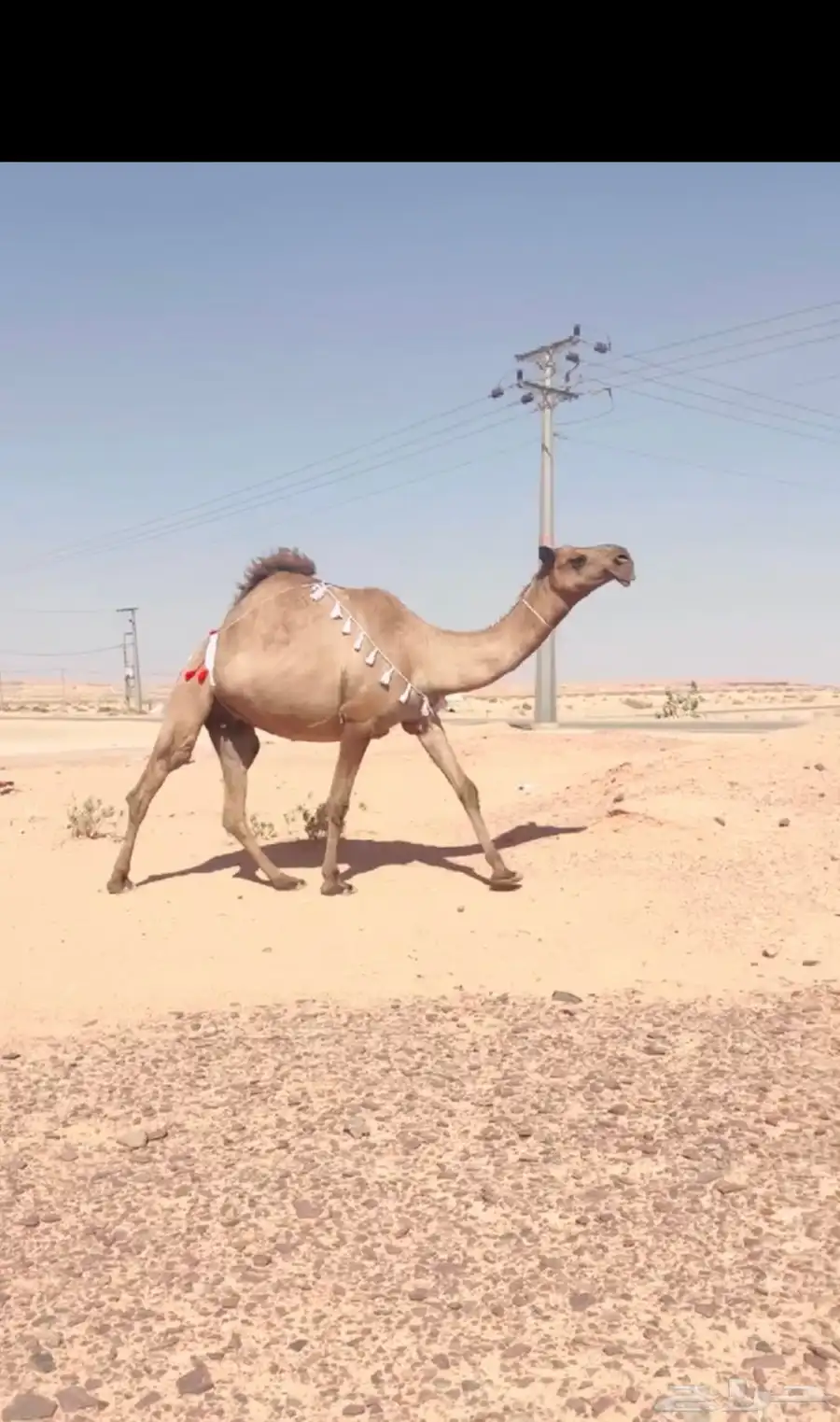 ذود جمله للبيع 3