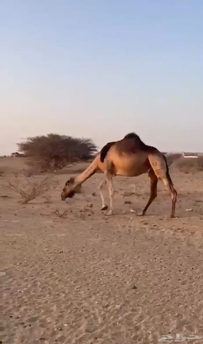 ناقتين سواحل لقح 2