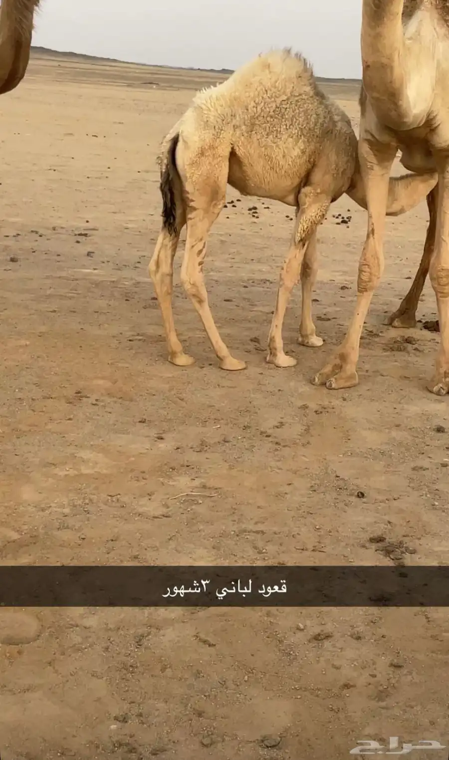 قعود لباني ابو 3 شهور 0