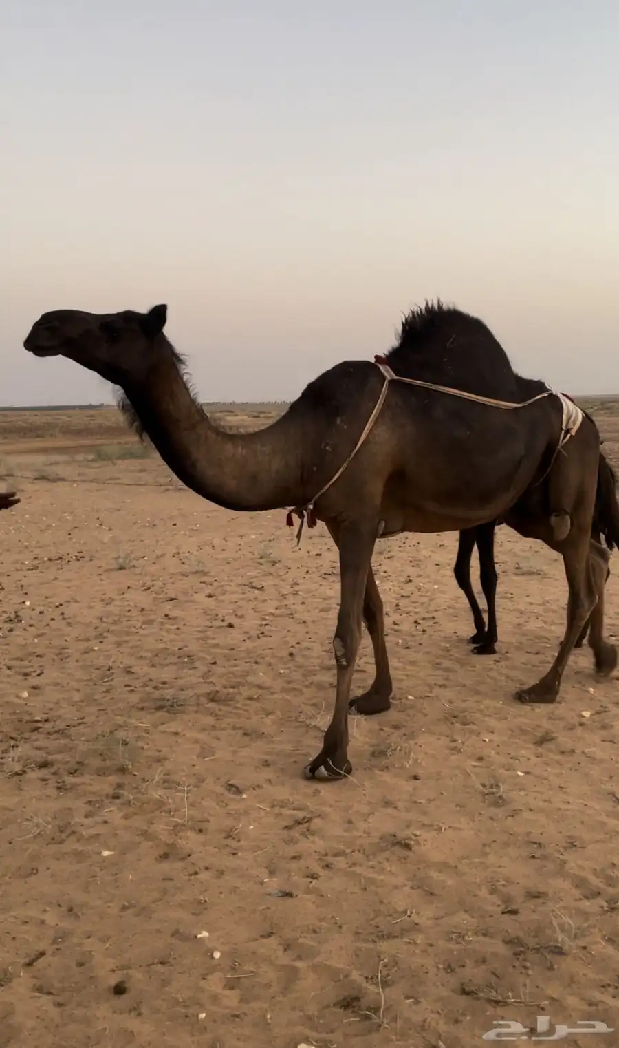 للبيع خلفه مجهم كفو بكر تحتها بكره 1