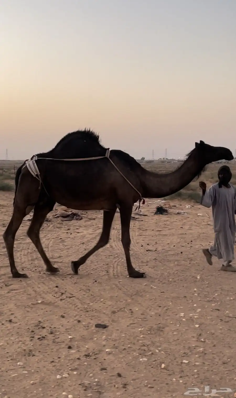 للبيع خلفه مجهم كفو بكر تحتها بكره 0