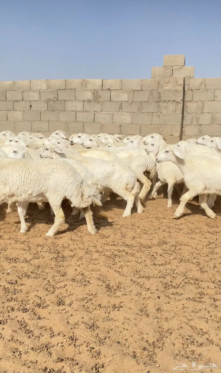 رخال حريات غنم جذعات صنف عدد 102 6