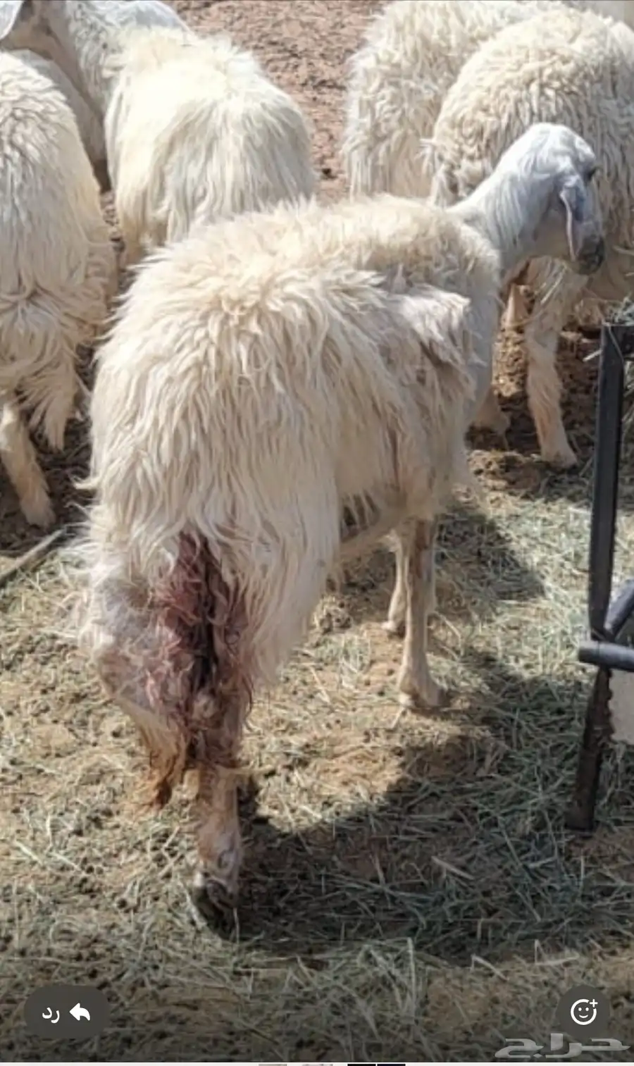 ضأنه جابت 2 وماتو سديس وفيها حليب للبيع الموقع شروره 0