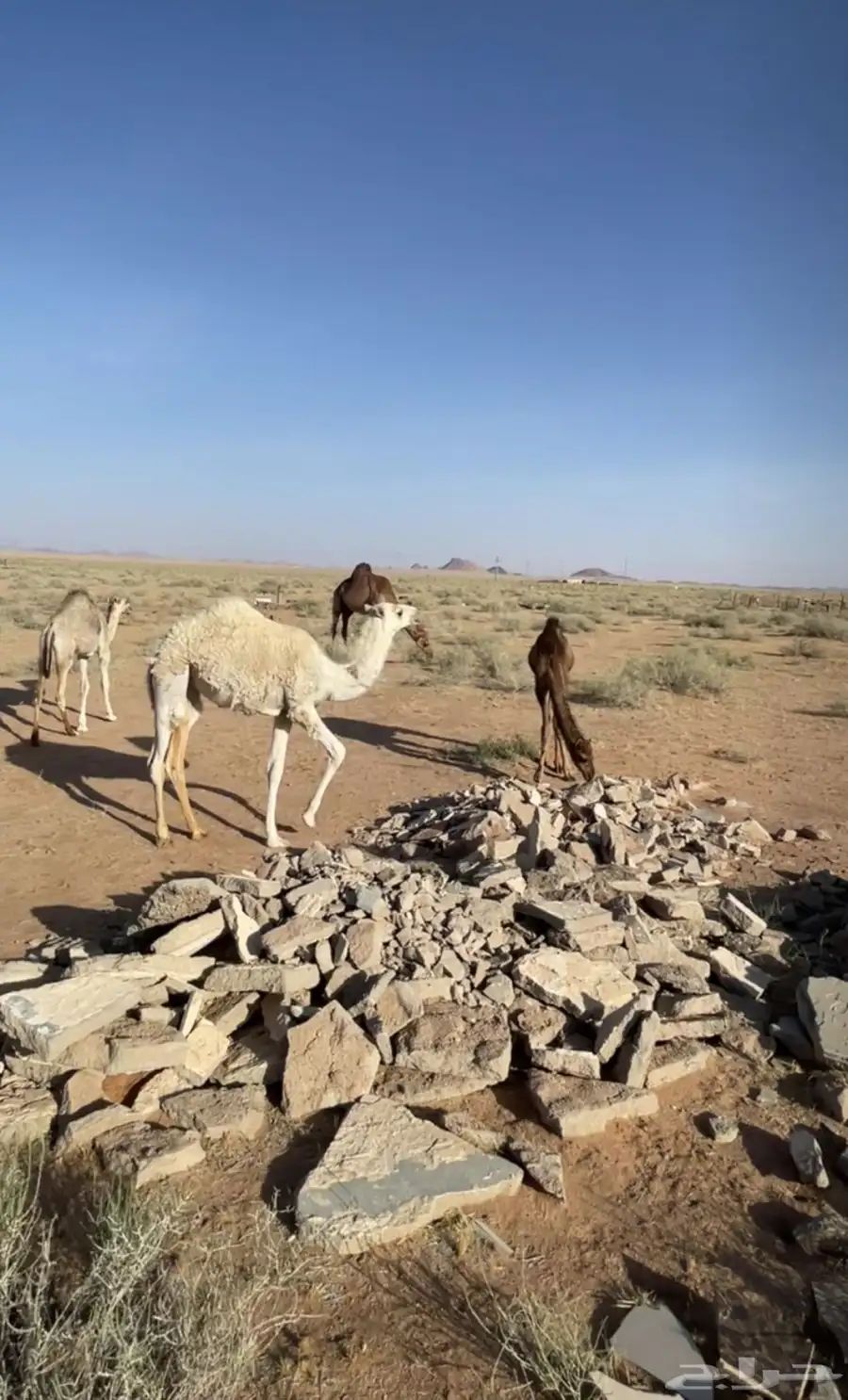 بكره مفروده كفو 0