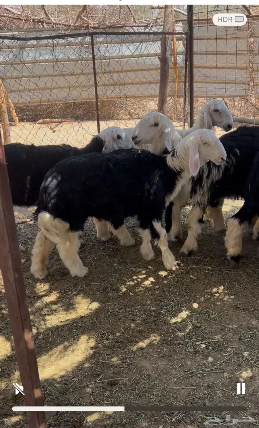 رخال طيبه نجدي وحري 3
