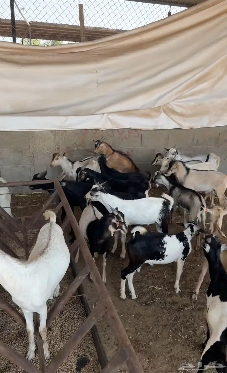 تيوس مستورده سمان اخت الجنوبي 1
