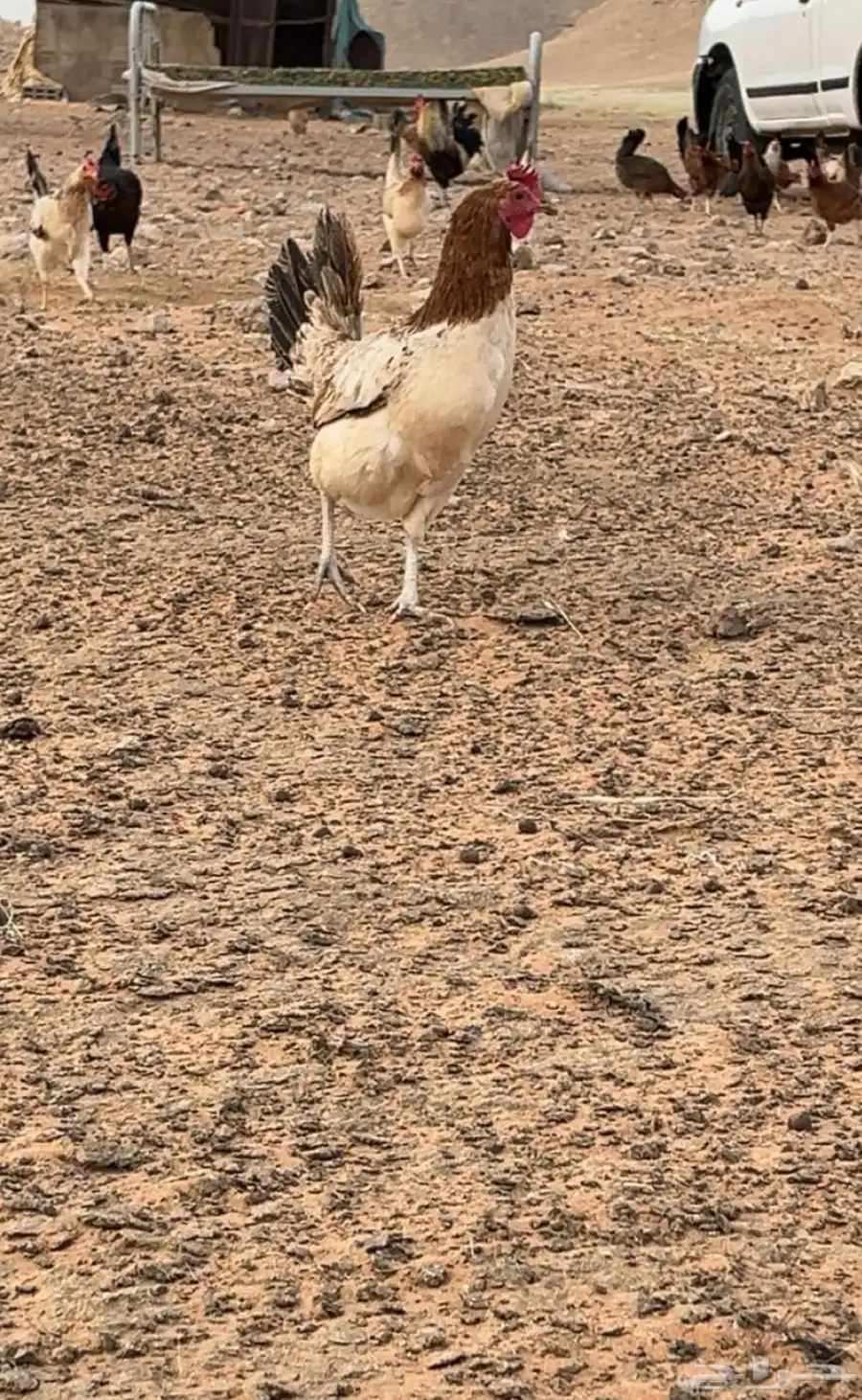 للبيع دجاج بياض بلدي 0
