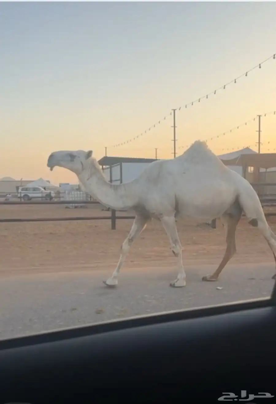 خلفه هديه تحتها قعود ولقحه البيع للتواصل 2