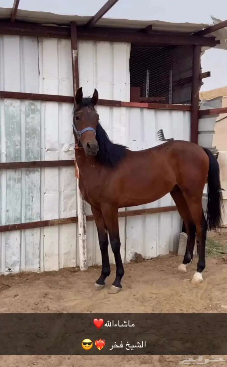 خيل شعبي 4