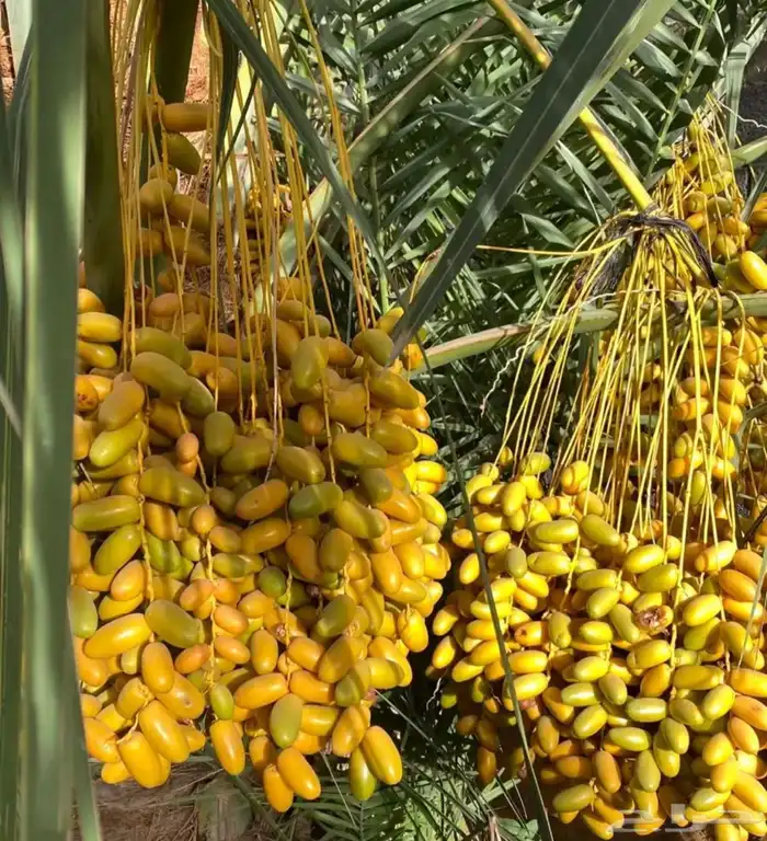 جنوب ساجر بيع خراف نخل انواع كثيره 0
