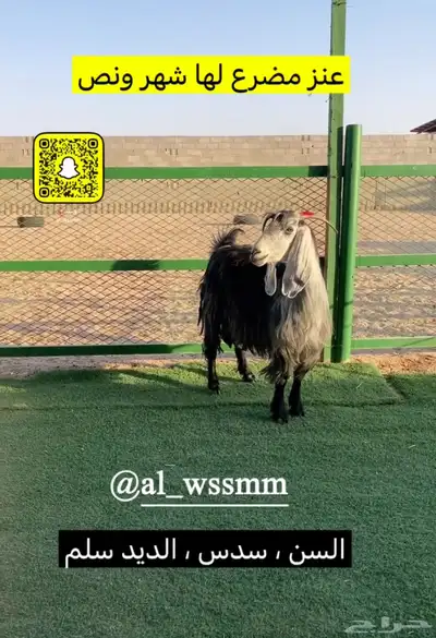 عنز مضرع 2