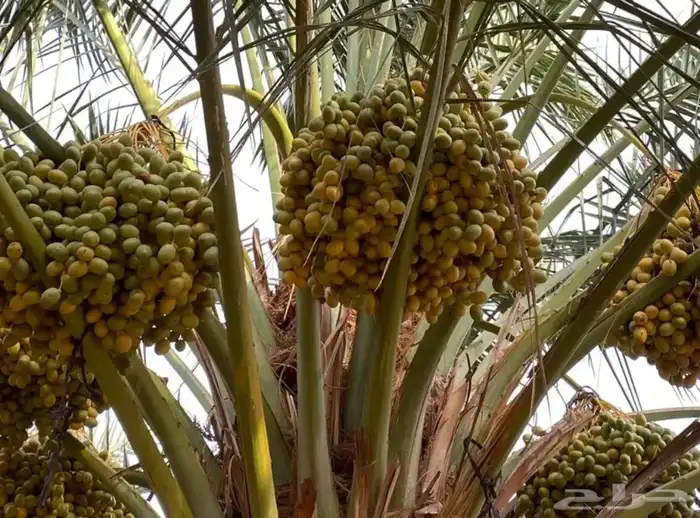جنوب ساجر بيع خراف نخل انواع كثيره 1
