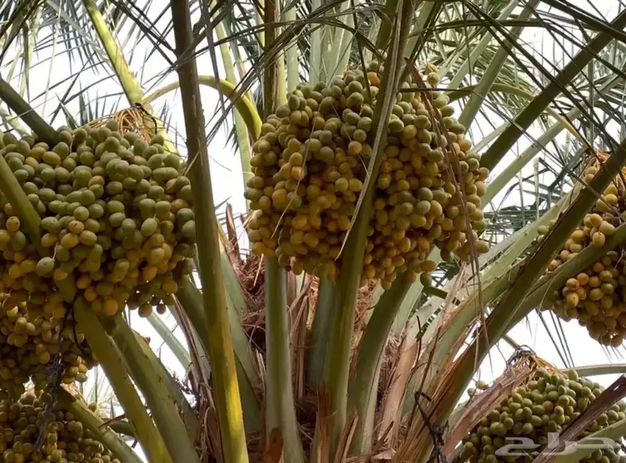 جنوب ساجر بيع خراف نخل انواع كثيره 1