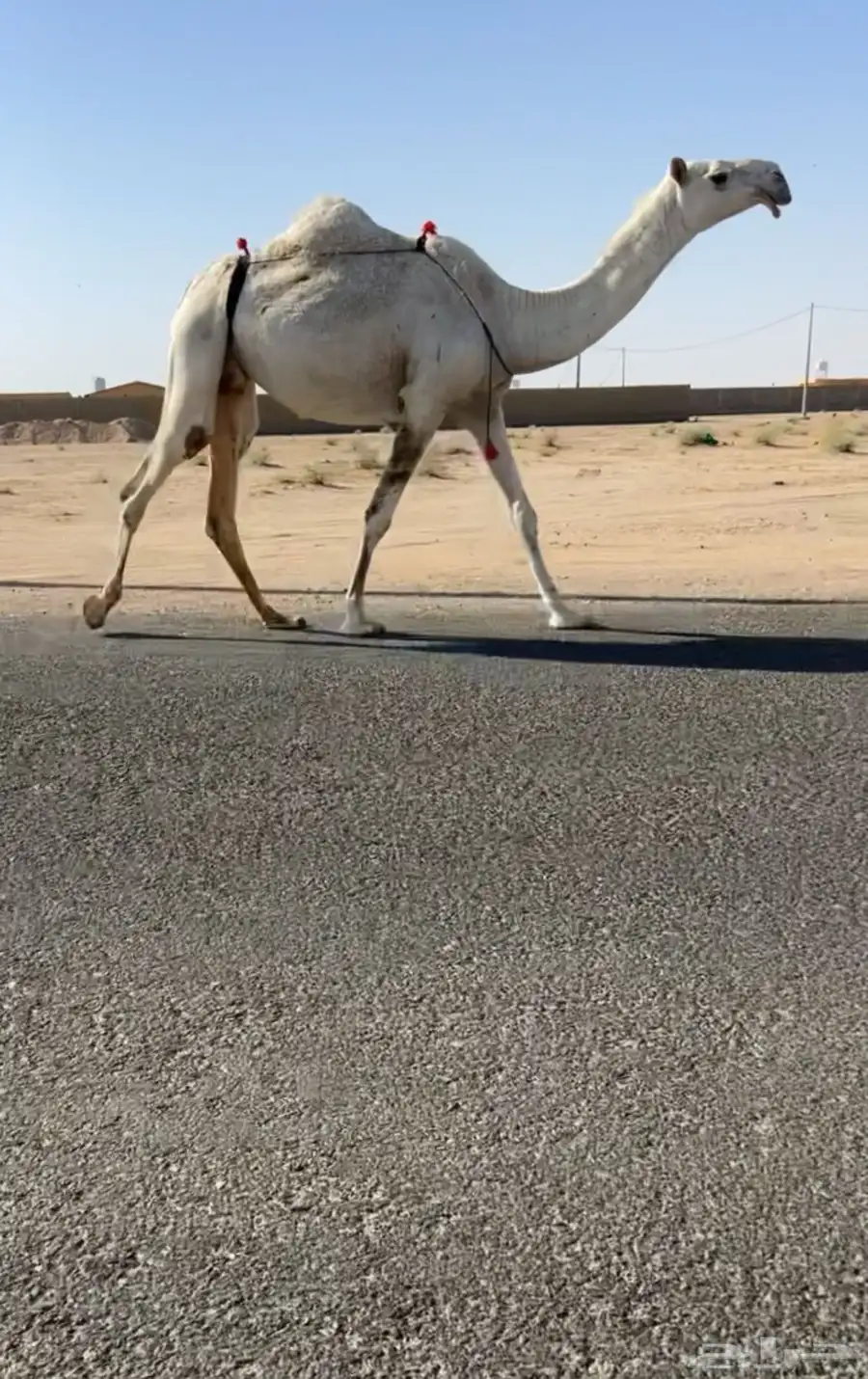 للبيع بكر عليانيه منتج ومبيوع ولدها قبل اربع ايام 0