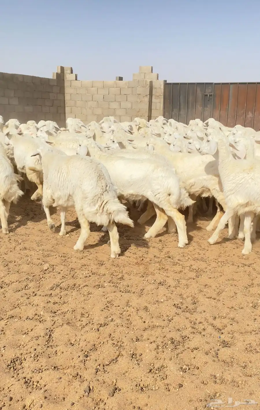 رخال حريات غنم جذعات صنف عدد 102 5