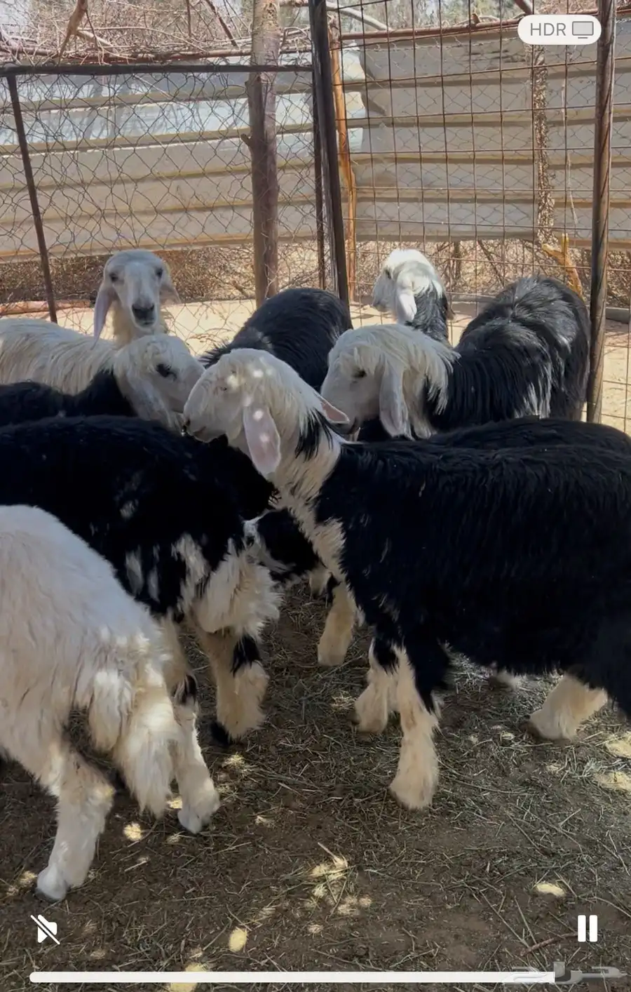 رخال طيبه نجدي وحري 1