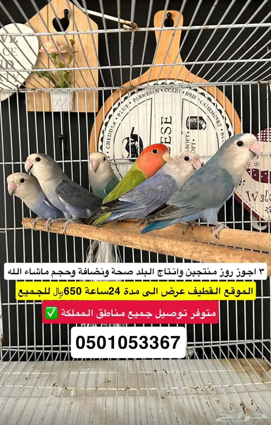 اجوز روز منتجين 1