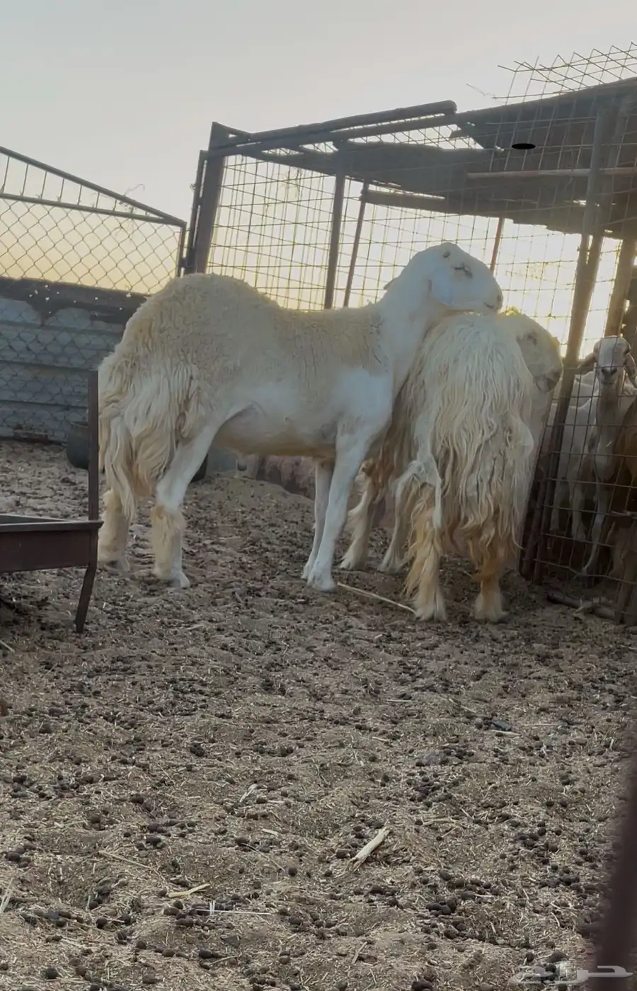 مشروع فحل حري جبر 0