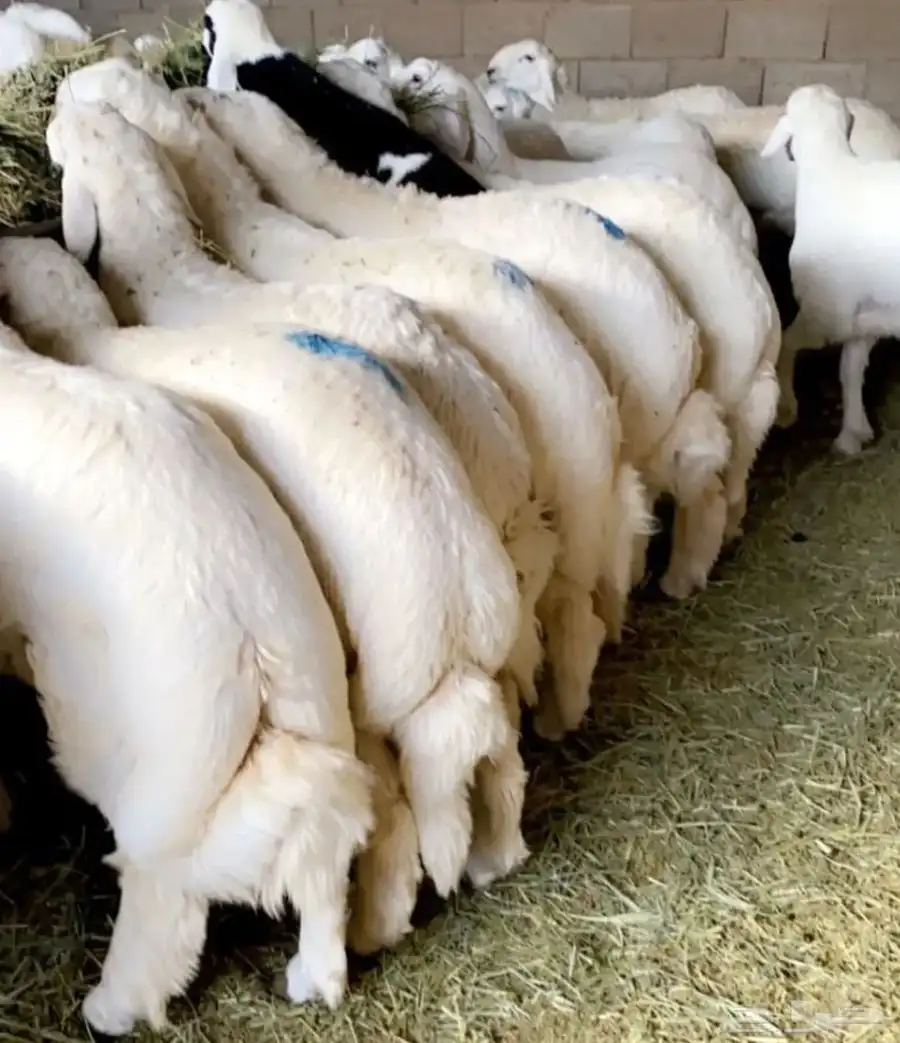ذبايح خرفان ورخال مع خدمه السلخ والتوصيل 1