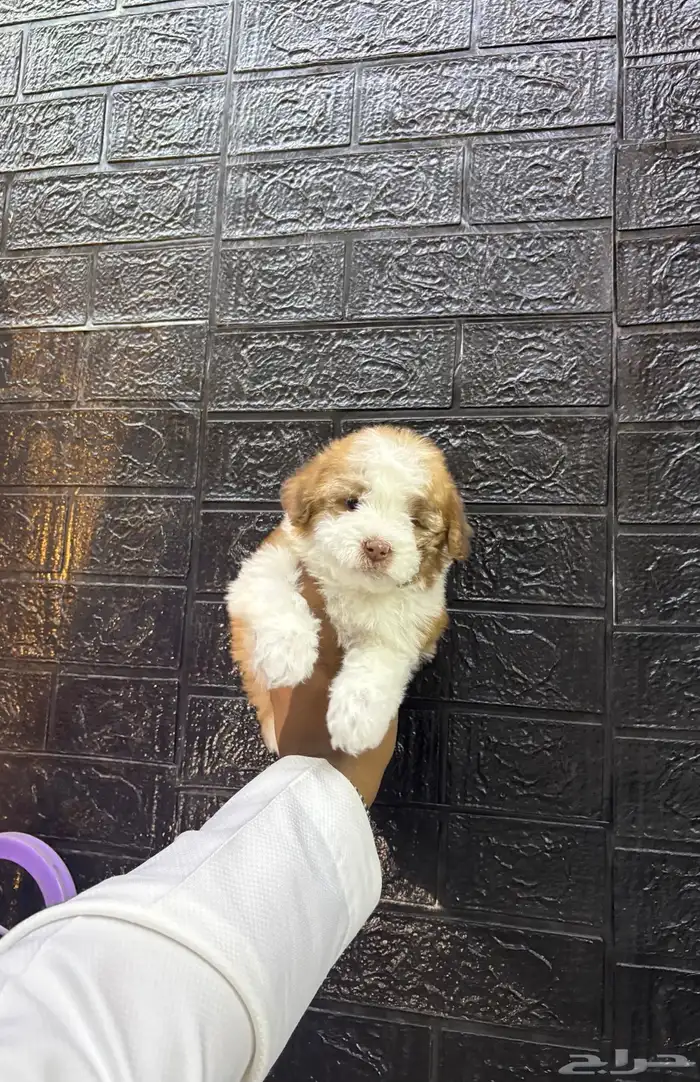 كلاب مالتيبو مني 0