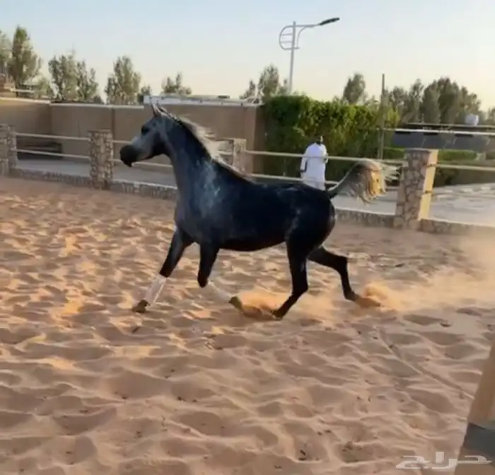 فرس واهو طيبة 0