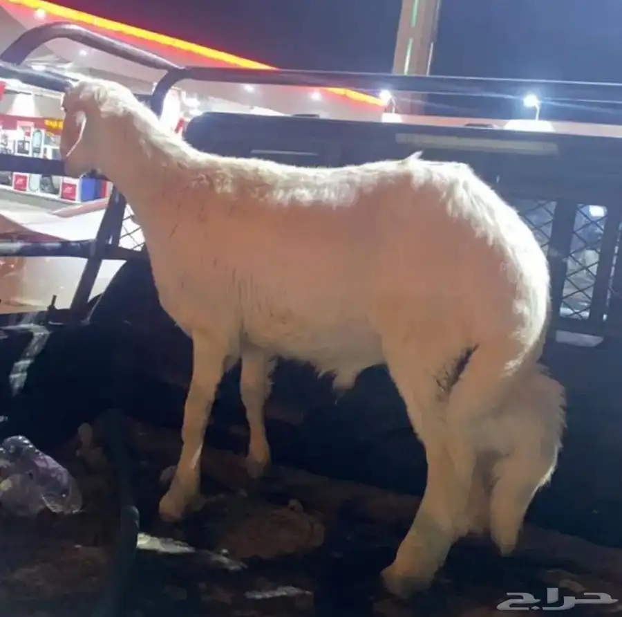 ذبايح خرفان ورخال مع خدمه السلخ والتوصيل 8