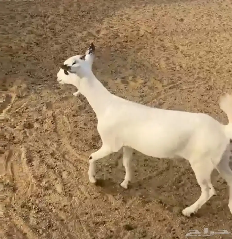 للبيع جفره بيشيه 2
