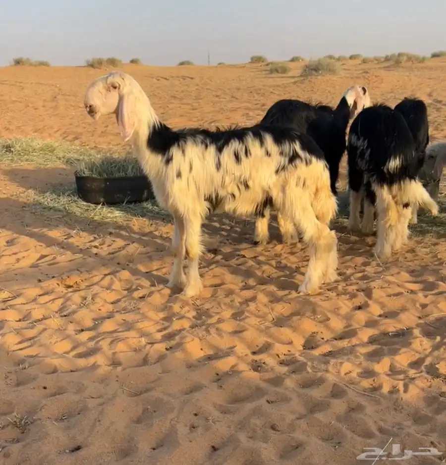 للبيععع رخال خصمم 0