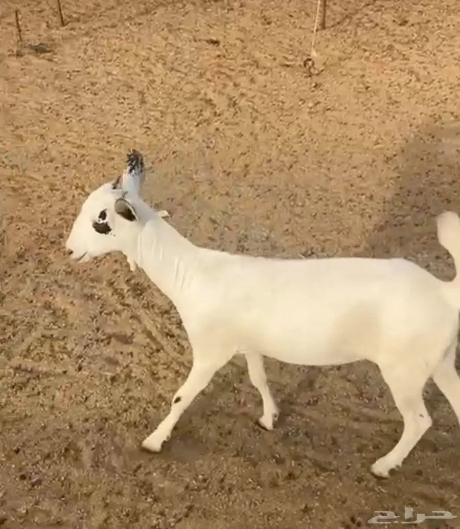 للبيع جفره بيشيه 1