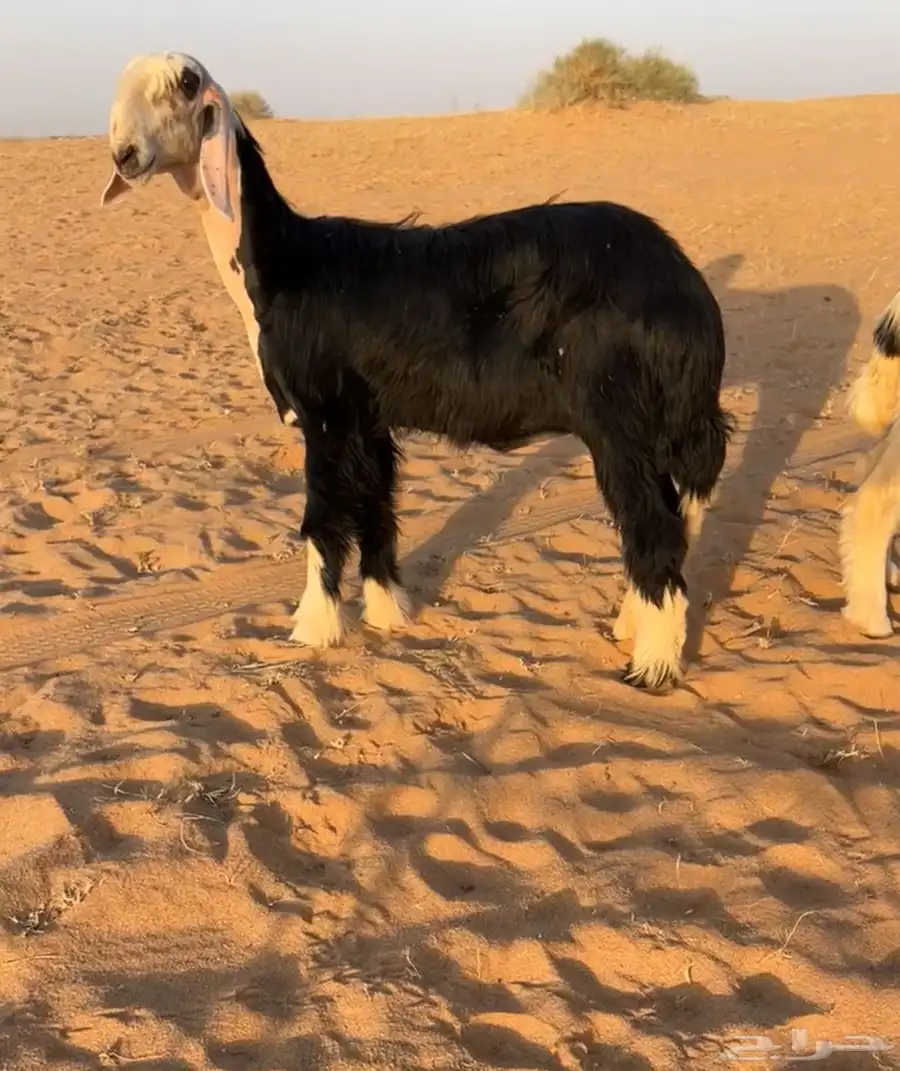 للبيععع رخال خصمم 4