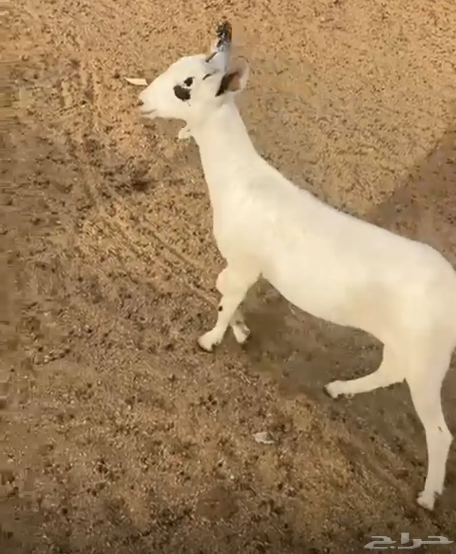 للبيع جفره بيشيه 0