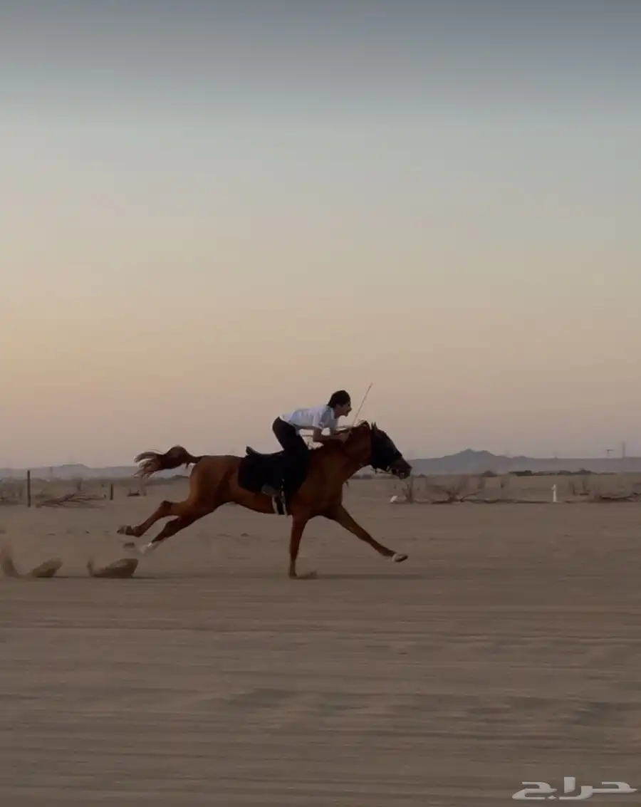 حصان شعبي للبيع 1