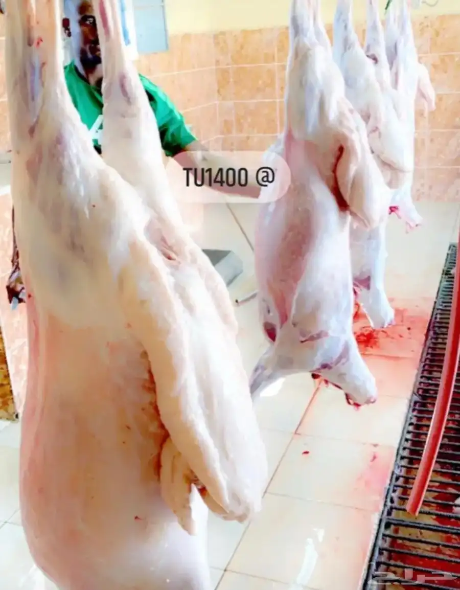 ذبايح خرفان ورخال مع خدمه السلخ والتوصيل 2