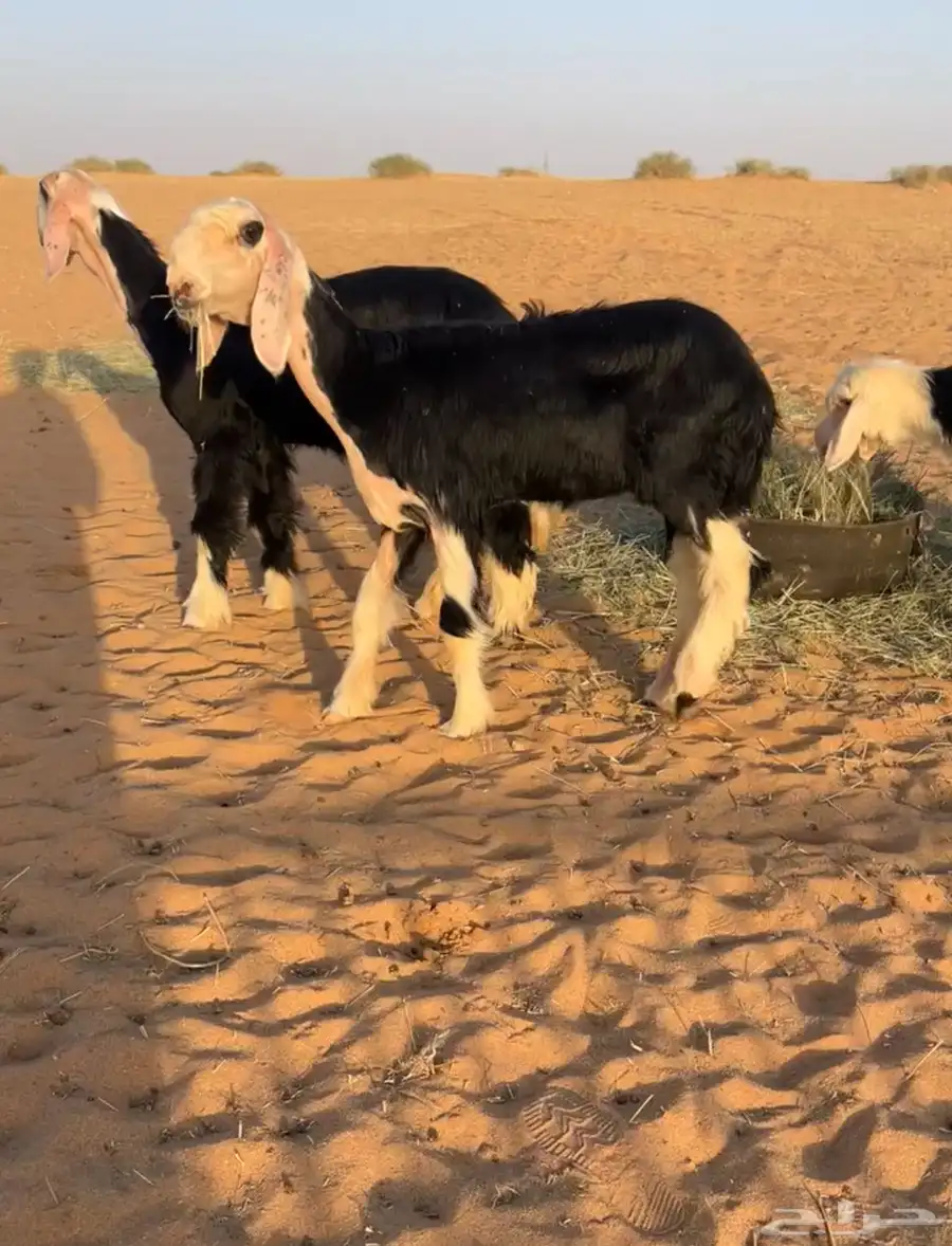 للبيععع رخال خصمم 1