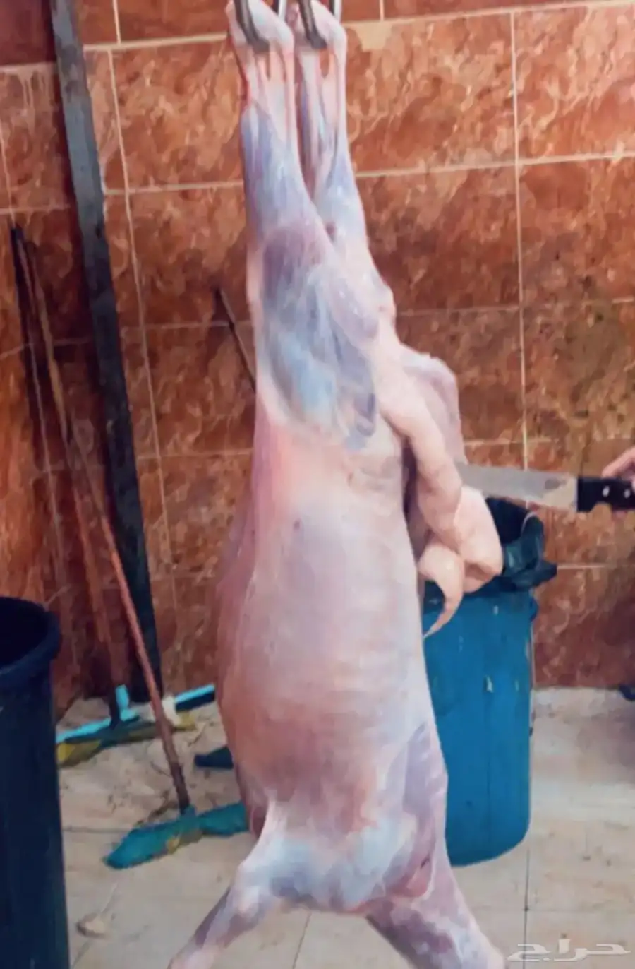 ذبايح خرفان ورخال مع خدمه السلخ والتوصيل 7