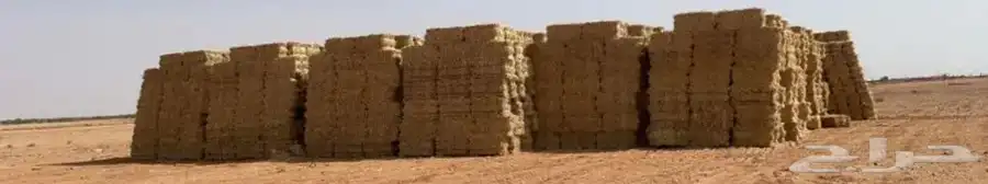 تبن قمح جديد 1