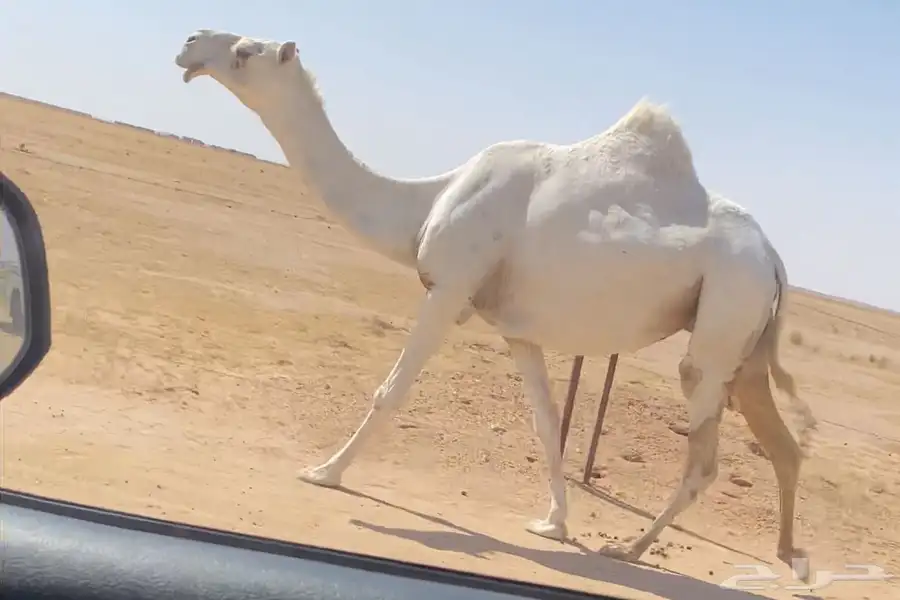 للبيع لقحه كفو على جميع الشروط 0