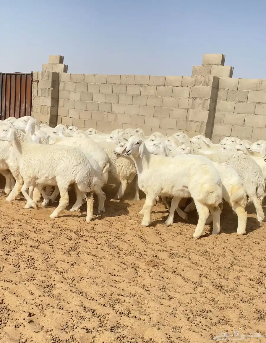رخال حريات غنم جذعات صنف عدد 102 0
