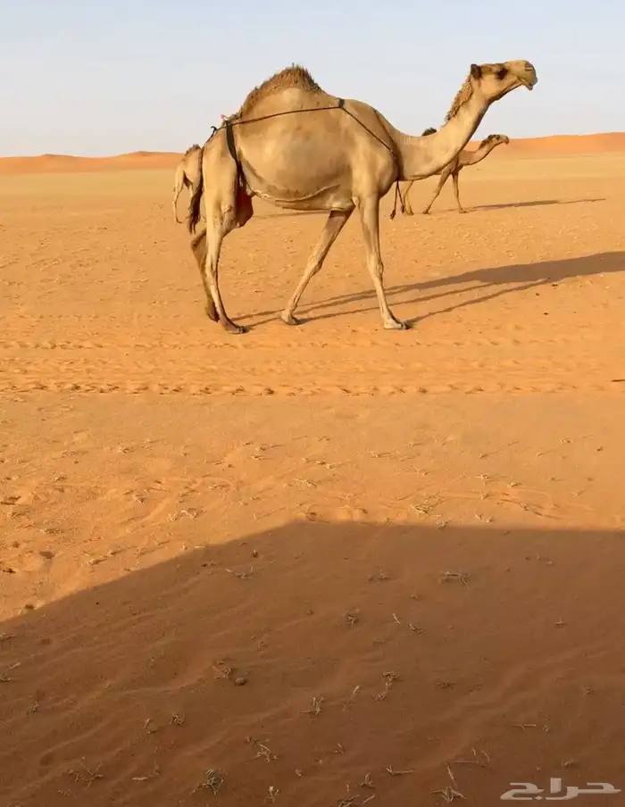 للبيع خلفه شعلا 1