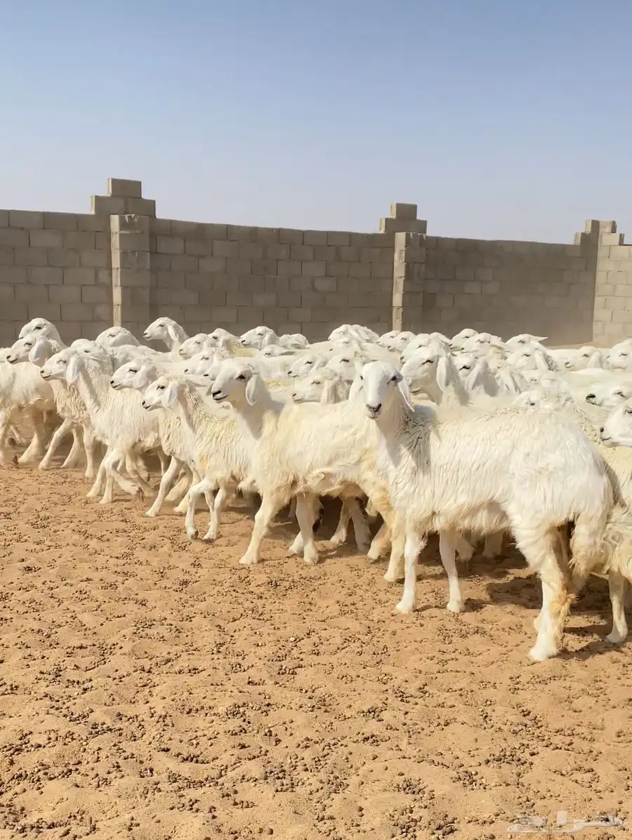 رخال حريات غنم جذعات صنف عدد 102 1