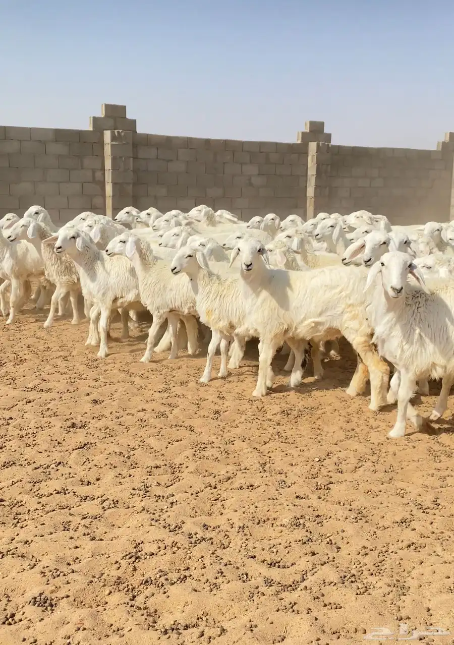 رخال حريات غنم جذعات صنف عدد 102 2