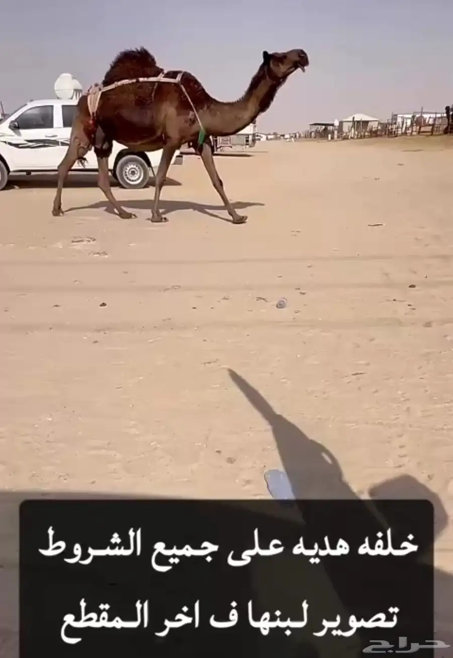 ام ثالث سلم العذاريب هديه 0