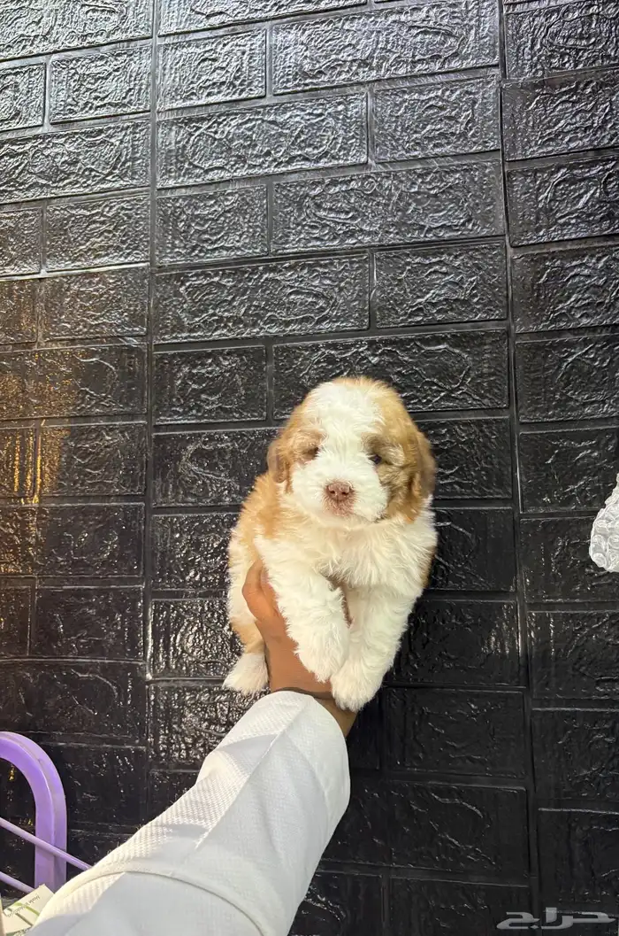 كلاب مالتيبو مني 3