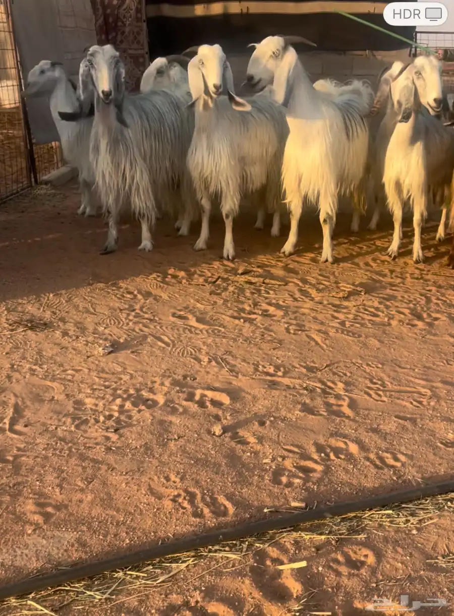 معزاء مشاريك مصري خصم 1