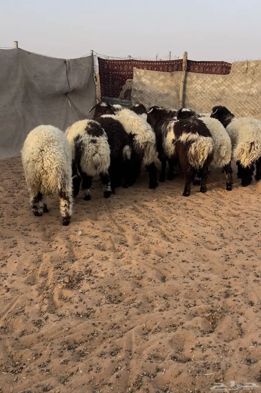 طليان جبره وطيبه ضهور وطراف الموقع السلميه 6