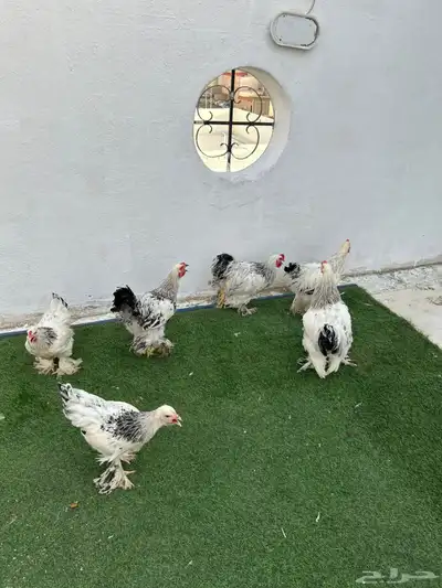 ديوك براهم كولمبي 2